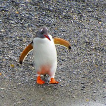 I am the star, I am a Gentoo Penguin